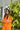Orange Shiddat Sharara Set- front view